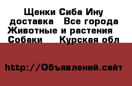 Щенки Сиба Ину доставка - Все города Животные и растения » Собаки   . Курская обл.